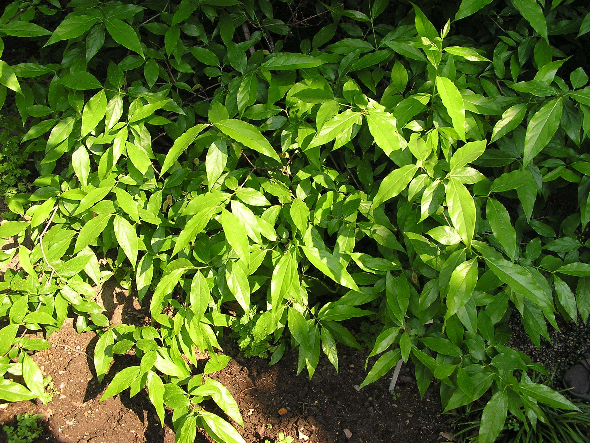 Image of Fragrant Wintersweet