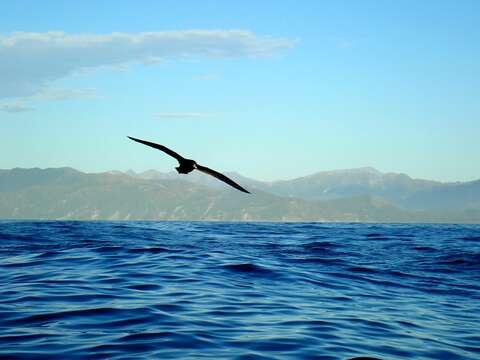 Image of Westland Black Petrel