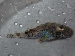 Image of Bartail sculpin