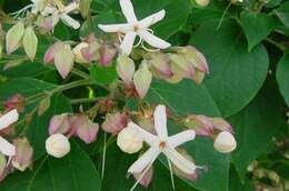 Imagem de Clerodendrum trichotomum Thunb.