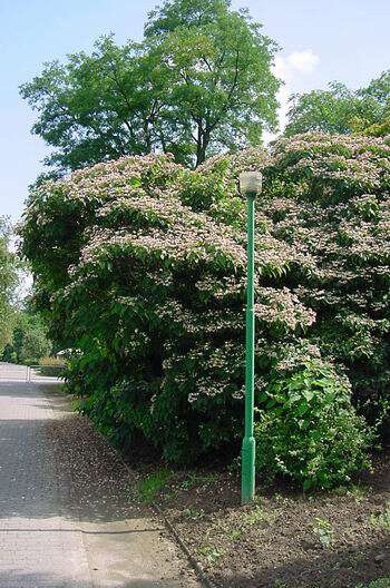 Imagem de Clerodendrum trichotomum Thunb.