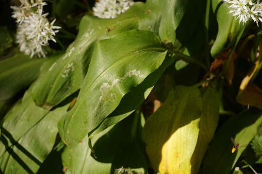 صورة Cheilosia fasciata (Schiner & Egger 1853)