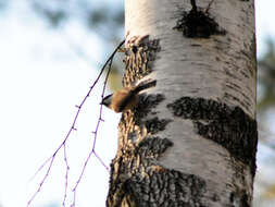 صورة Poecile palustris stagnatilis (Brehm & CL 1855)