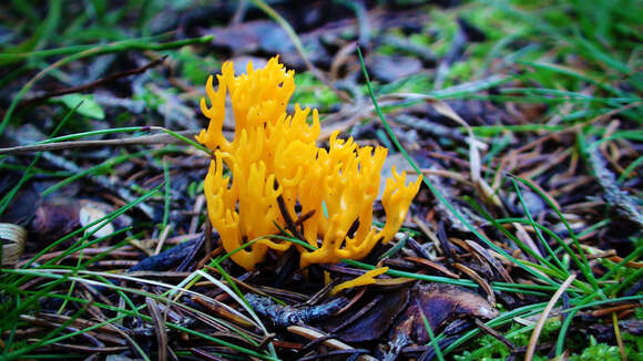 Image of Calocera viscosa (Pers.) Fr. 1821