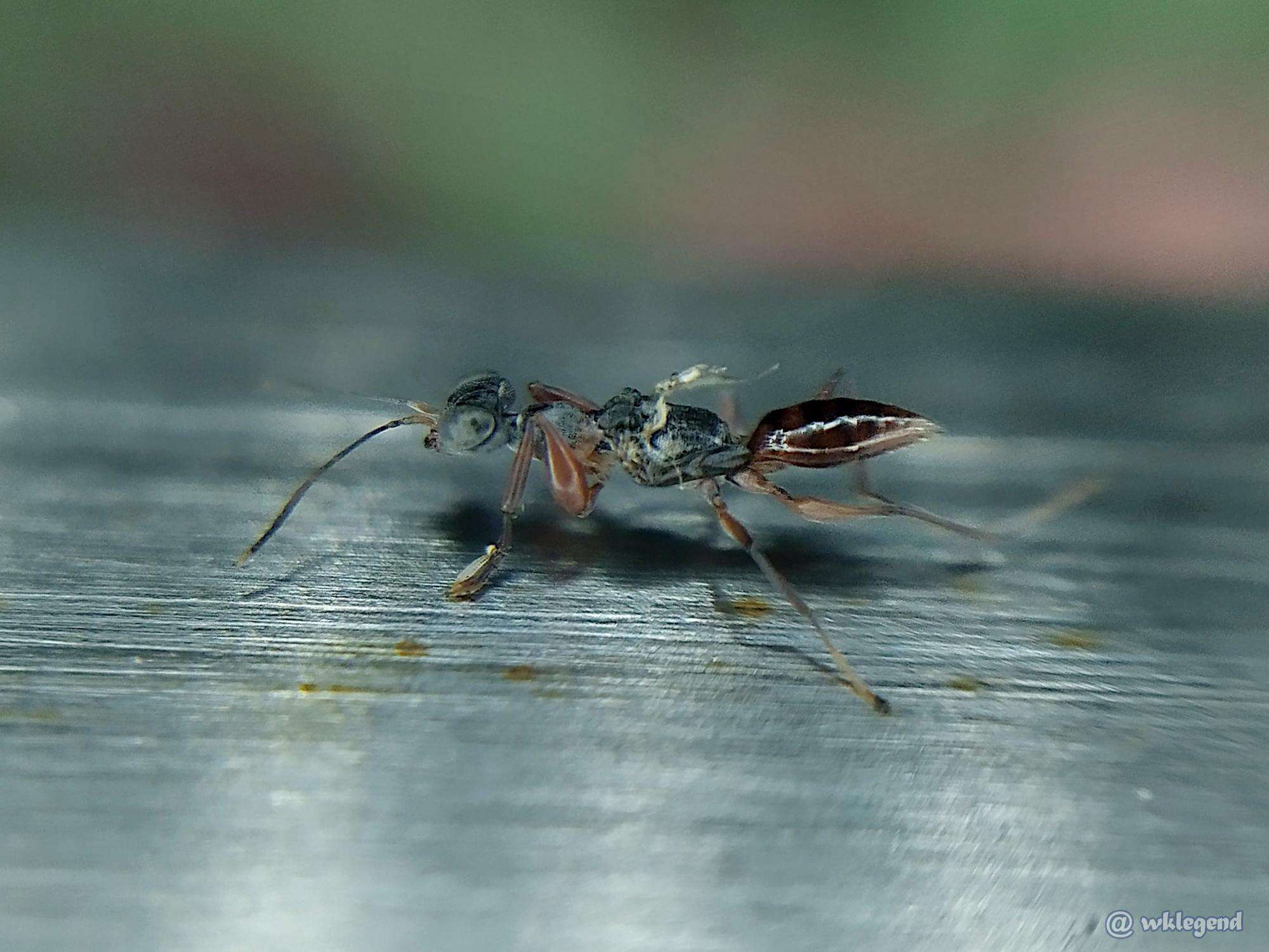 Image of <i>Dryinus stantoni</i>