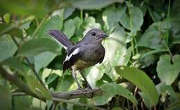 Image of Oriental Magpie Robin