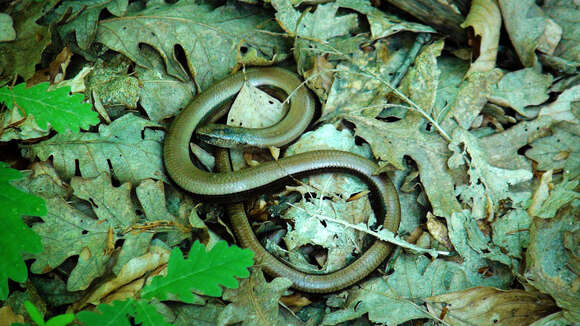 Image of Glass Lizards