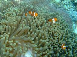 Image of Common clownfish