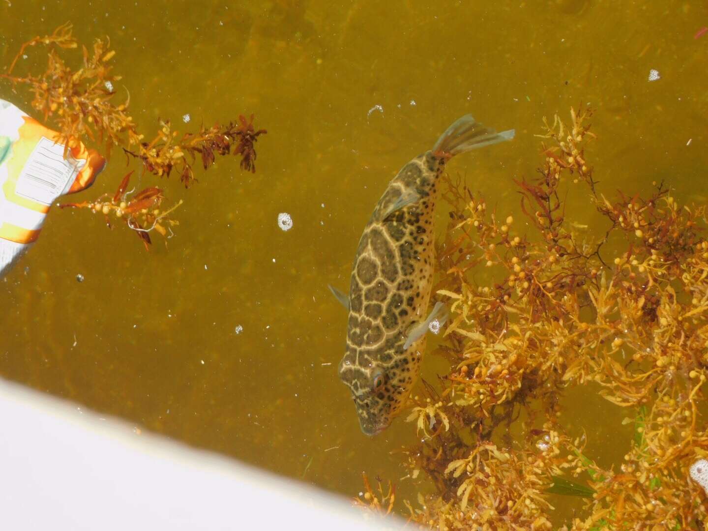 Image of Checkered Puffer