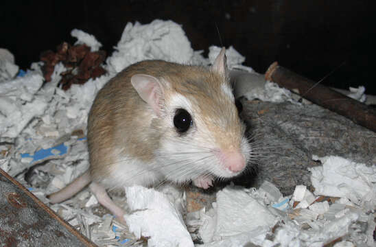 Image of Pale Gerbil