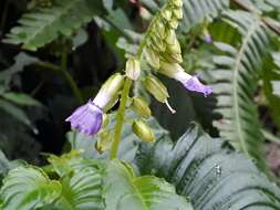 Image of Rhynchoglossum azureum (Schltdl.) B. L. Burtt