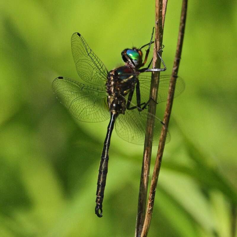 Image of Hine's Emerald