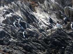 Image of Black-faced Cormorant