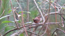 Image of Brown-throated Wren