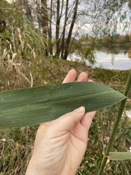 Image of Eurasian Common Reed