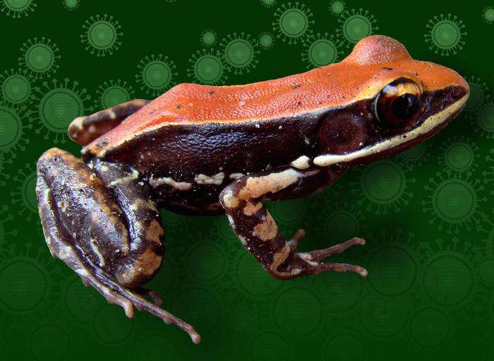 Image of widespread fungoid frog