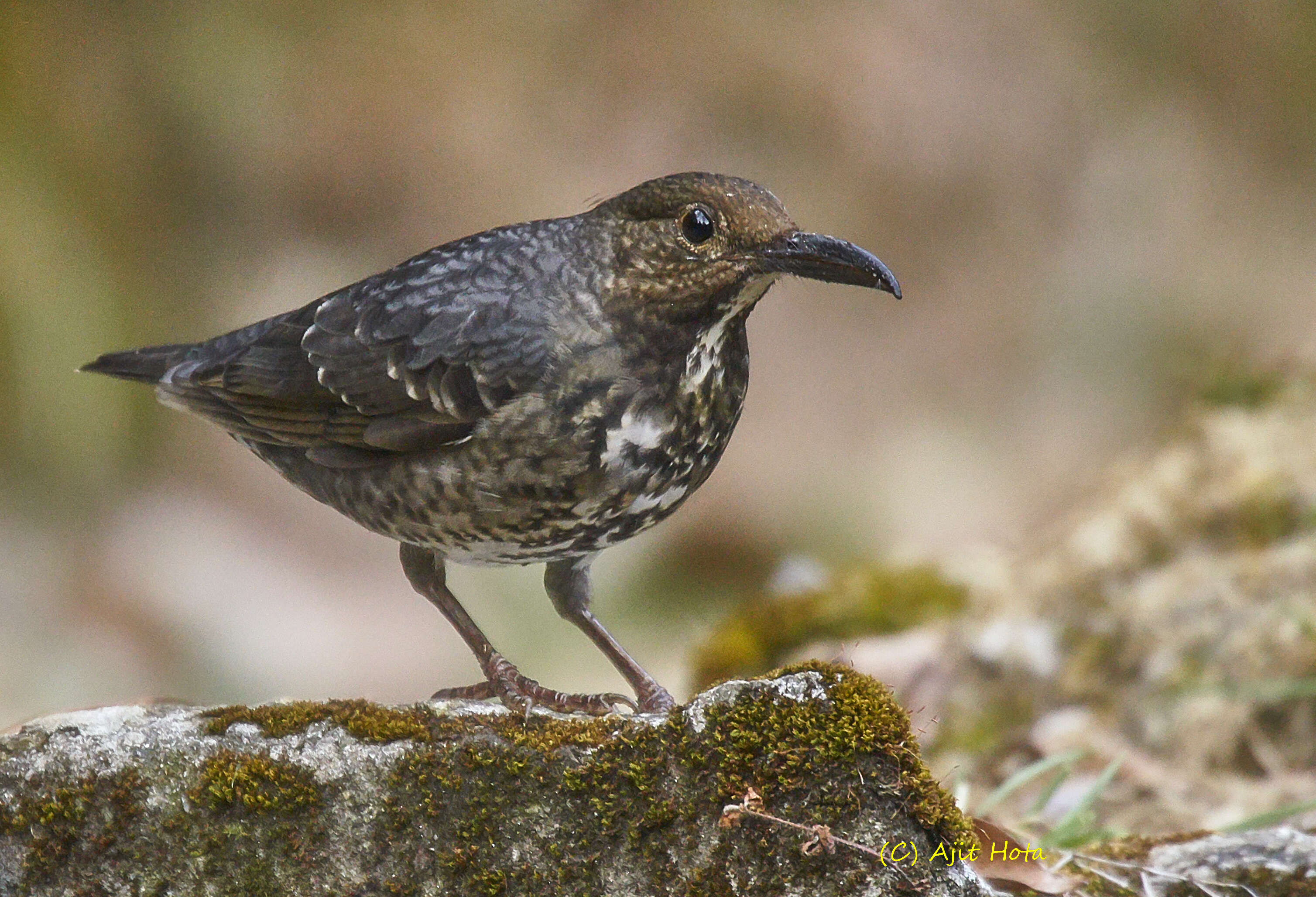 Image of Long-billed Thrush