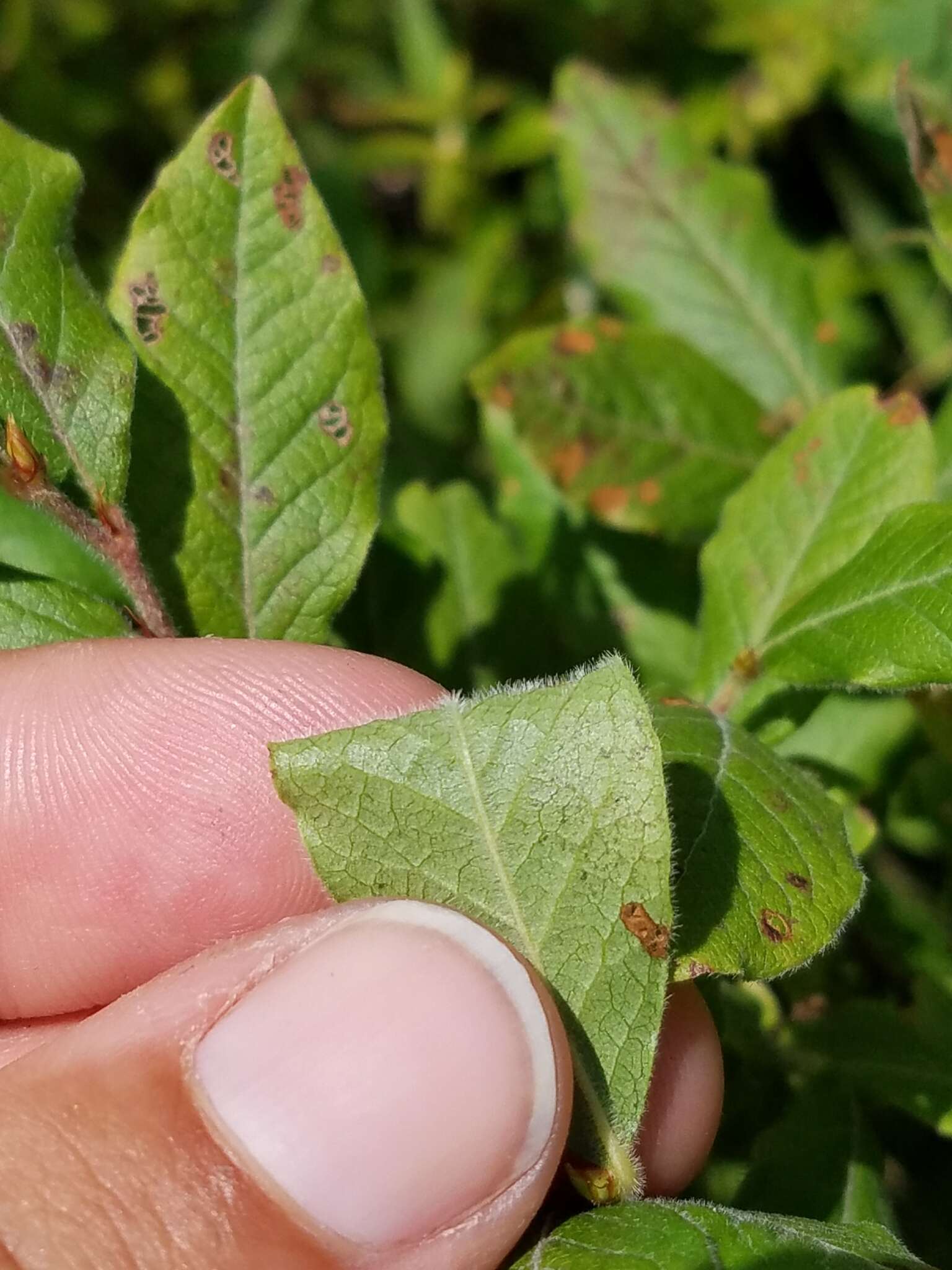 Image of velvetleaf huckleberry