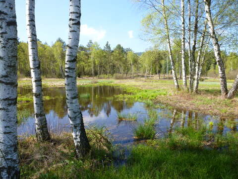 Image of Brown Birch