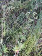 Image of Potentilla conferta Bunge