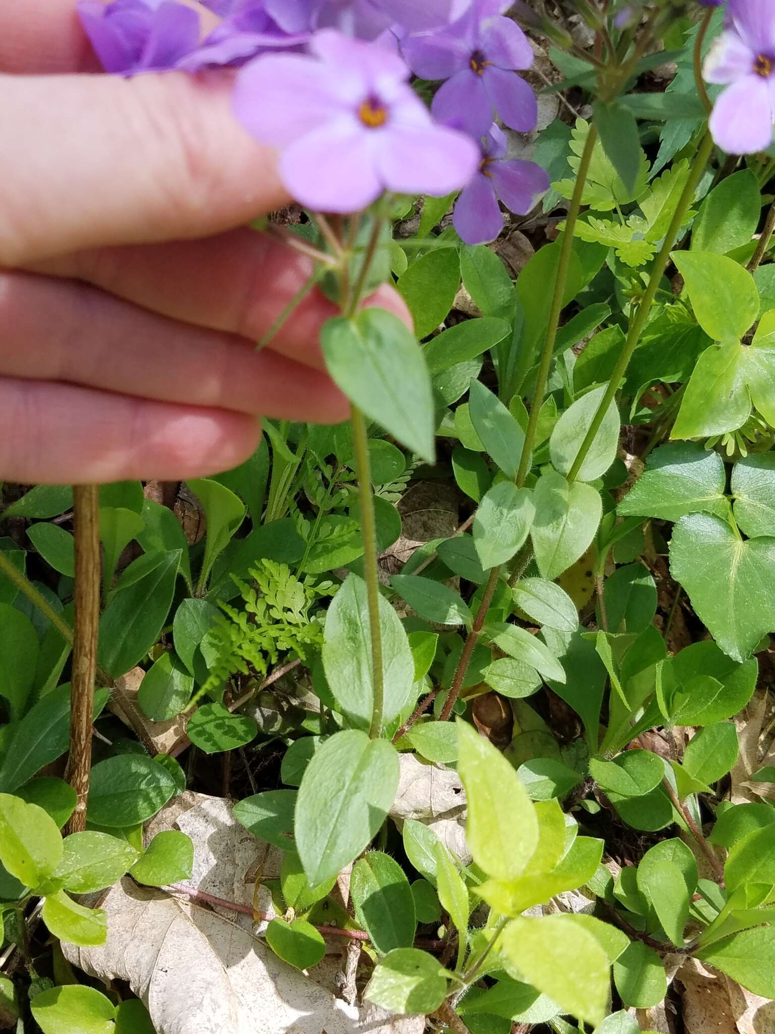 Image of creeping phlox