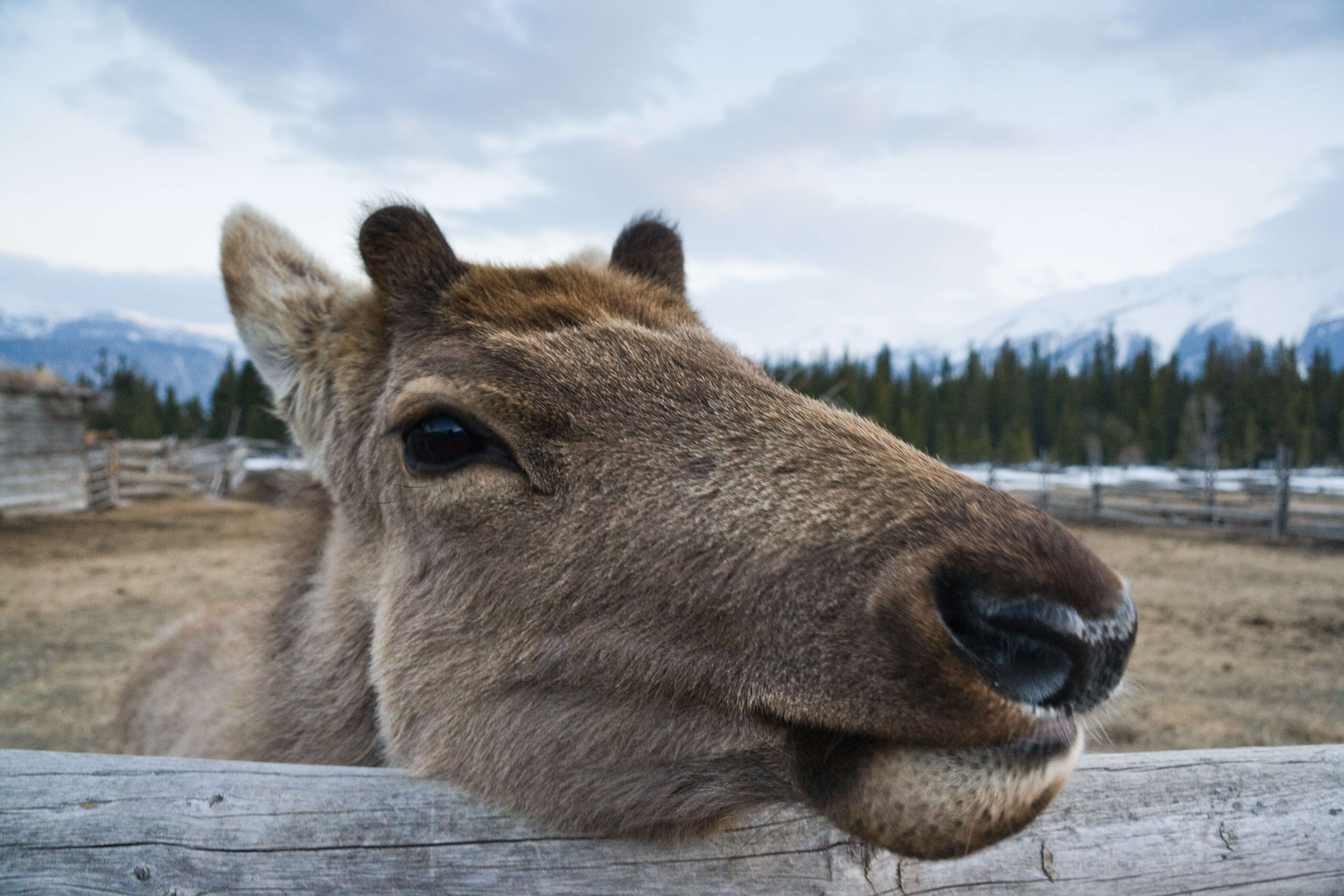 Image of Cervus canadensis sibiricus