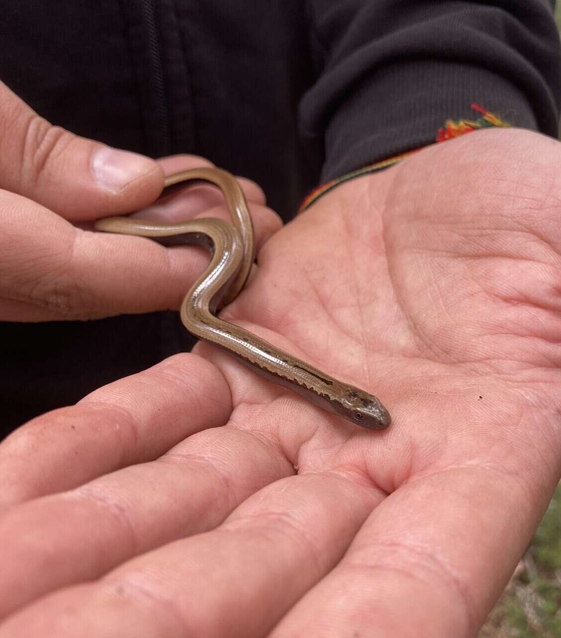 Image of Peloponnese slow worm