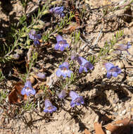 Image of mat penstemon