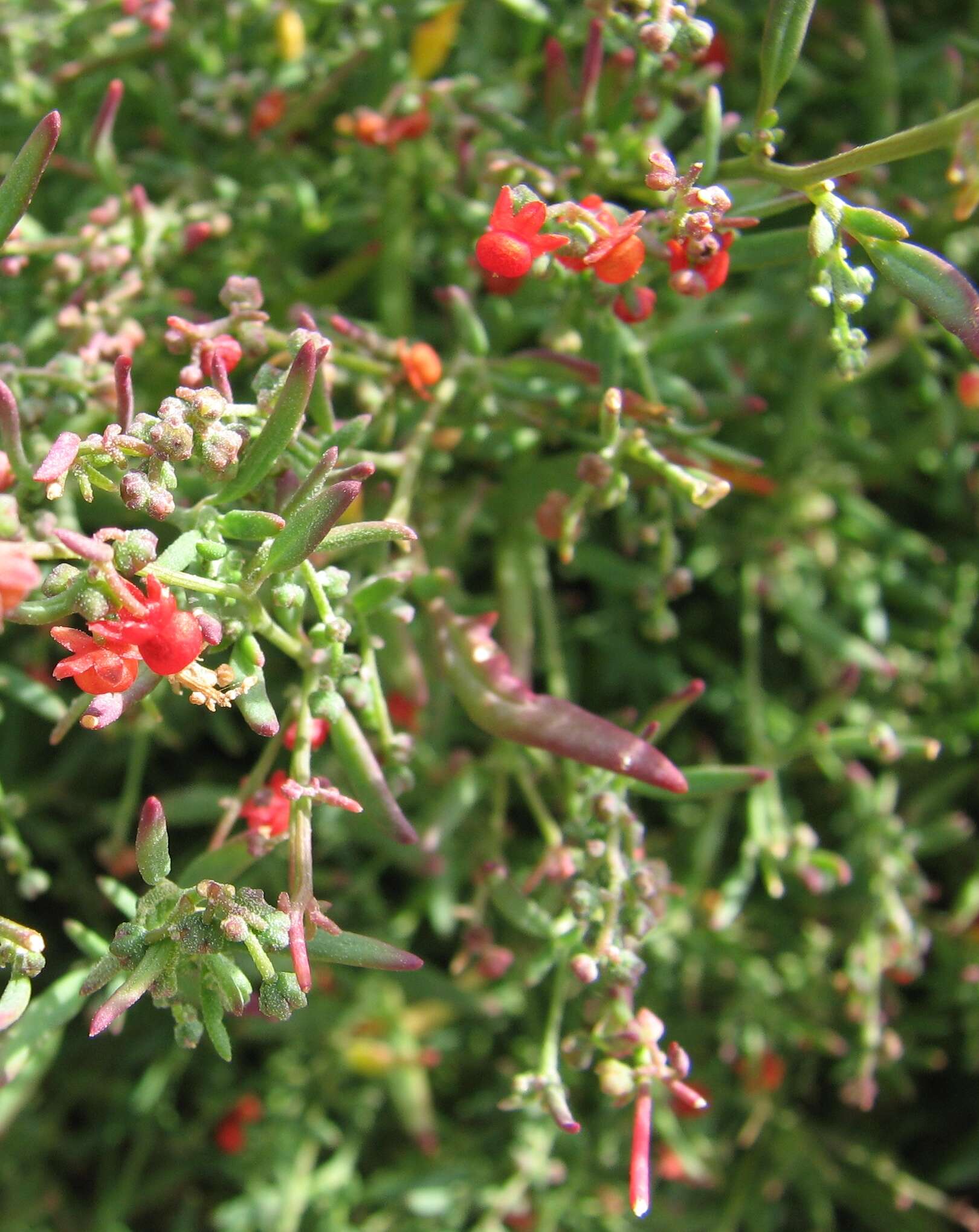 Plancia ëd Chenopodium nutans (R. Br.) S. Fuentes & Borsch