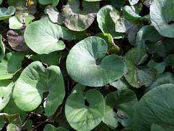 Image of Winter heliotrope