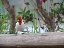 Image of Red-crested Cardinal