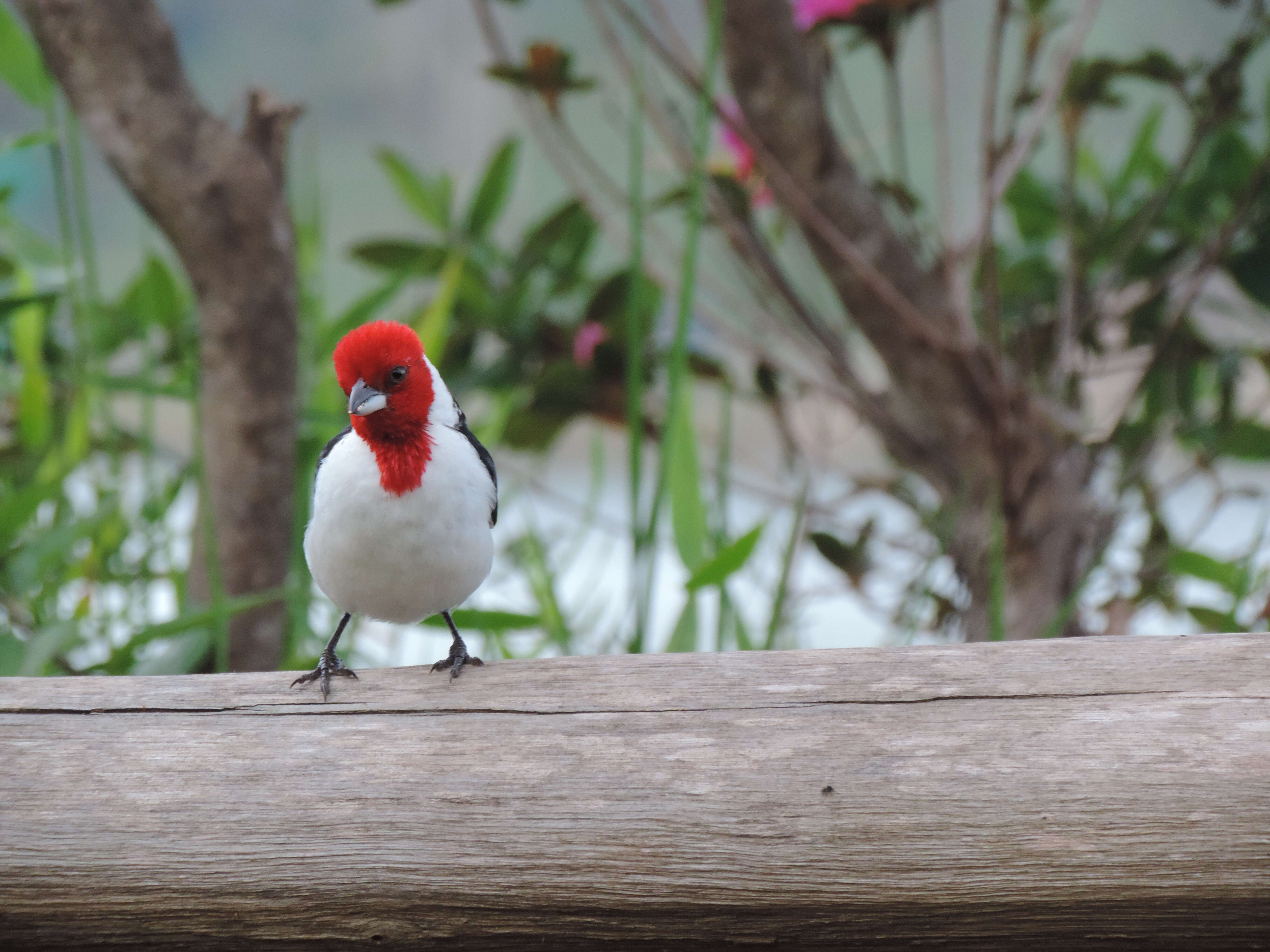 Image of Red-crested Cardinal