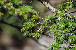 Sivun Tsuga dumosa (D. Don) Eichler kuva