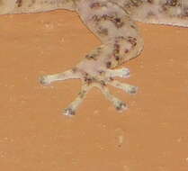 Image of Phyllodactylus tuberculosus Wiegmann 1834