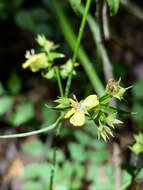 Image of Trailing Yellow-Loosestrife