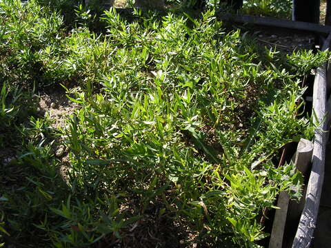 Image of tarragon