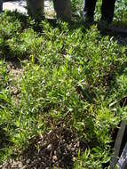 Image of tarragon