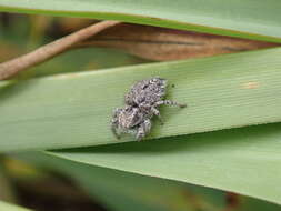 Image of Habronattus peckhami (Banks 1921)