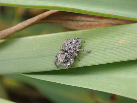 Image of Habronattus peckhami (Banks 1921)