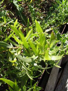 Image of tarragon