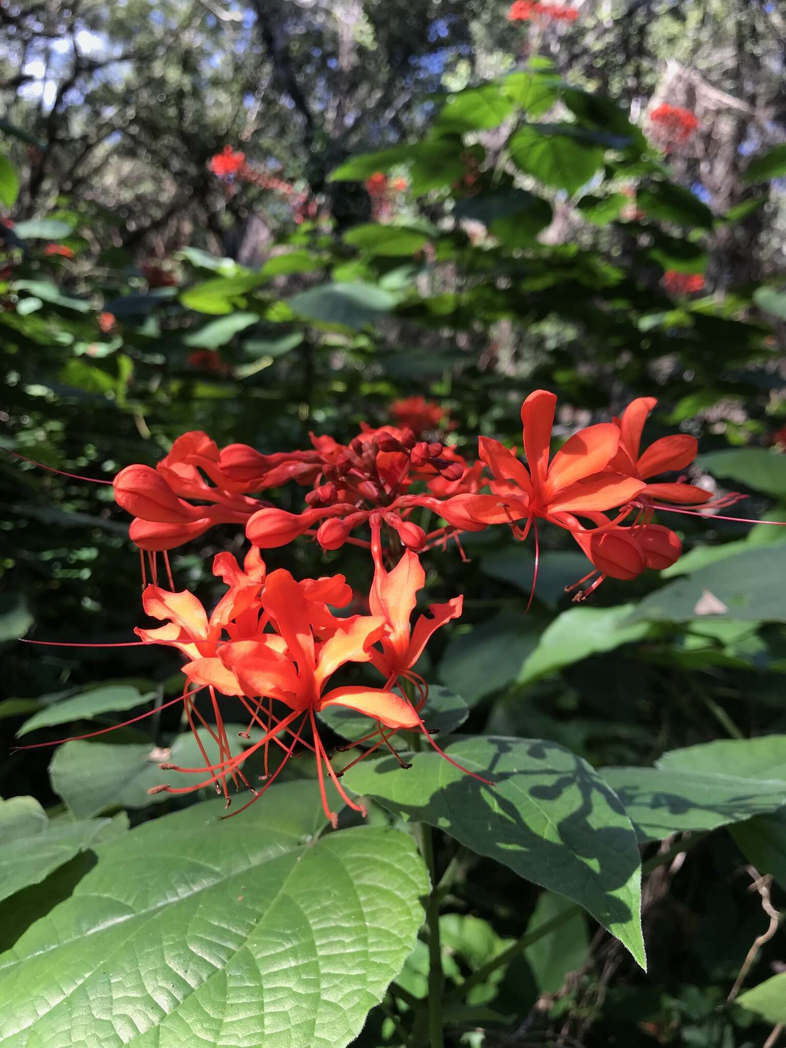 Imagem de Clerodendrum speciosissimum Drapiez