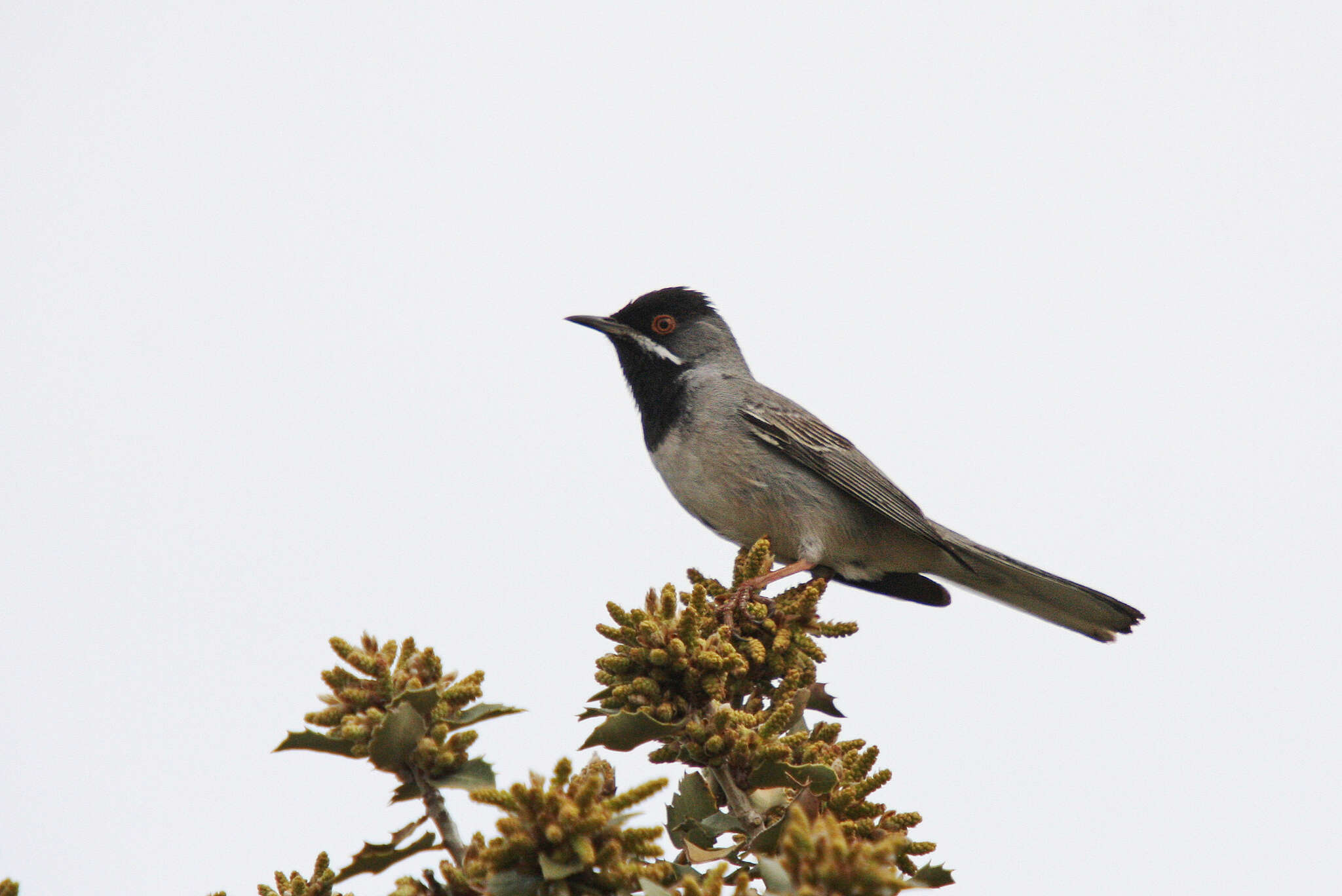 Image of Rüppell's Warbler