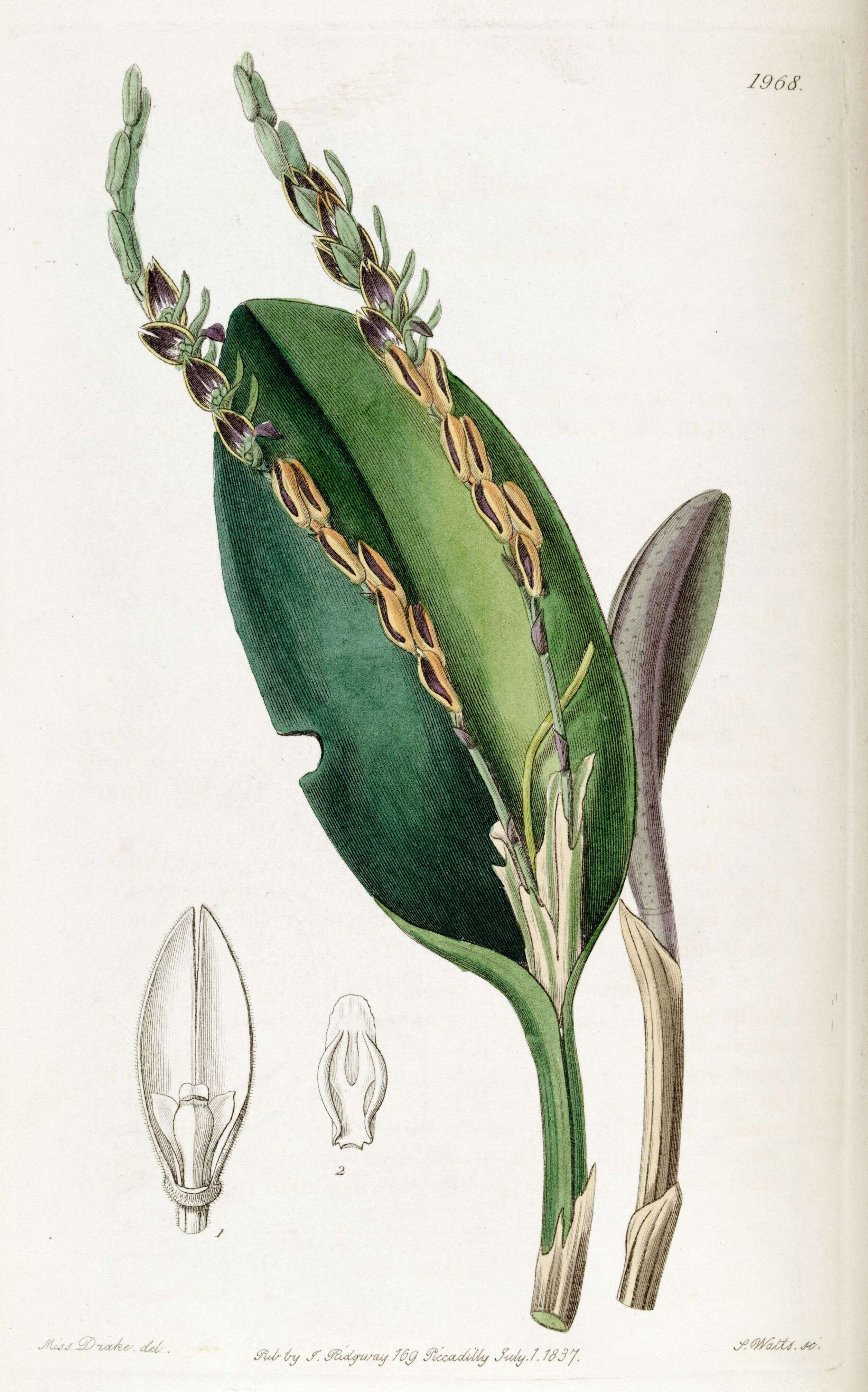 Image of Acianthera saurocephala (G. Lodd.) Pridgeon & M. W. Chase