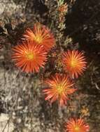 Image of Lampranthus glaucoides (Haw.) N. E. Br.