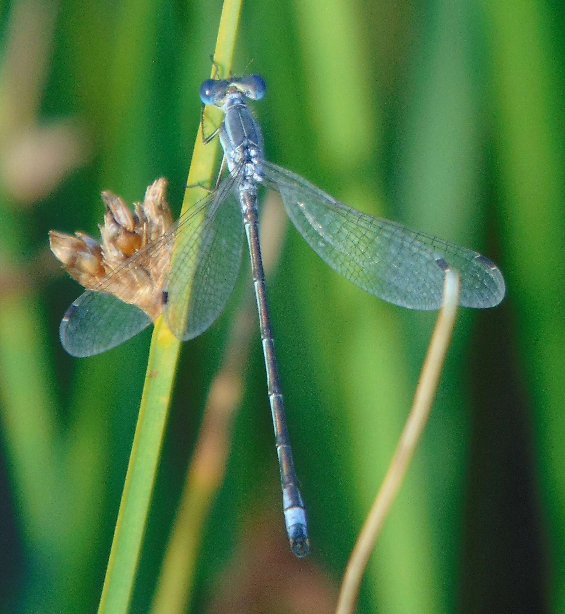 صورة Lestes unguiculatus Hagen 1861