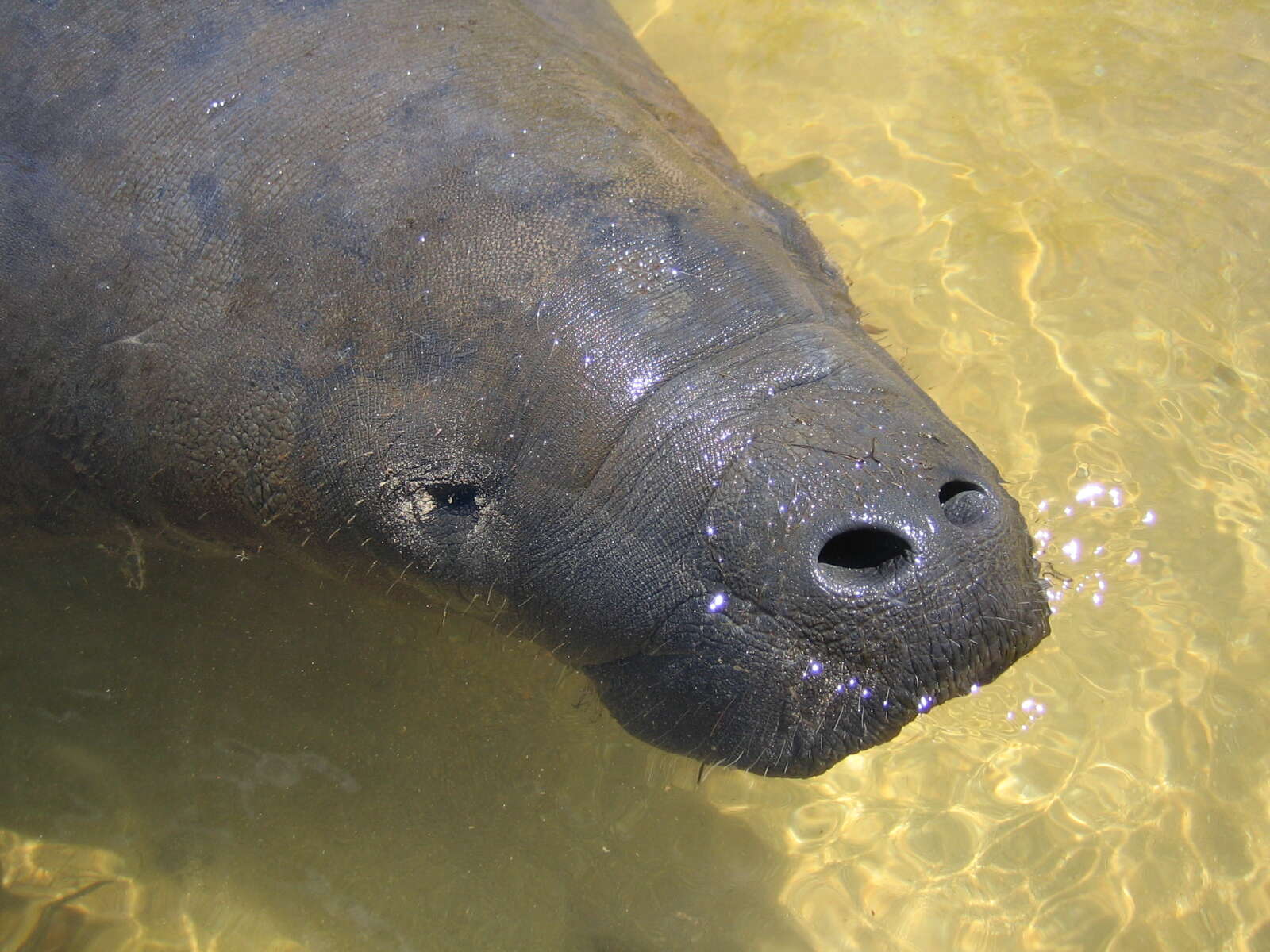 Image of manatees