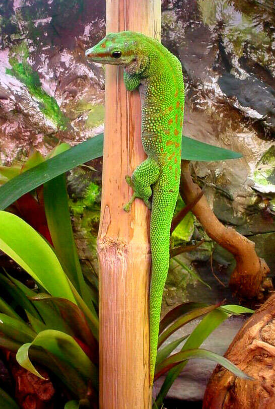 Plancia ëd Phelsuma madagascariensis Gray 1831