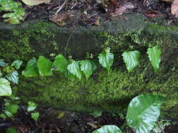 Image of Zehneria guamensis (Merr.) F. R. Fosberg