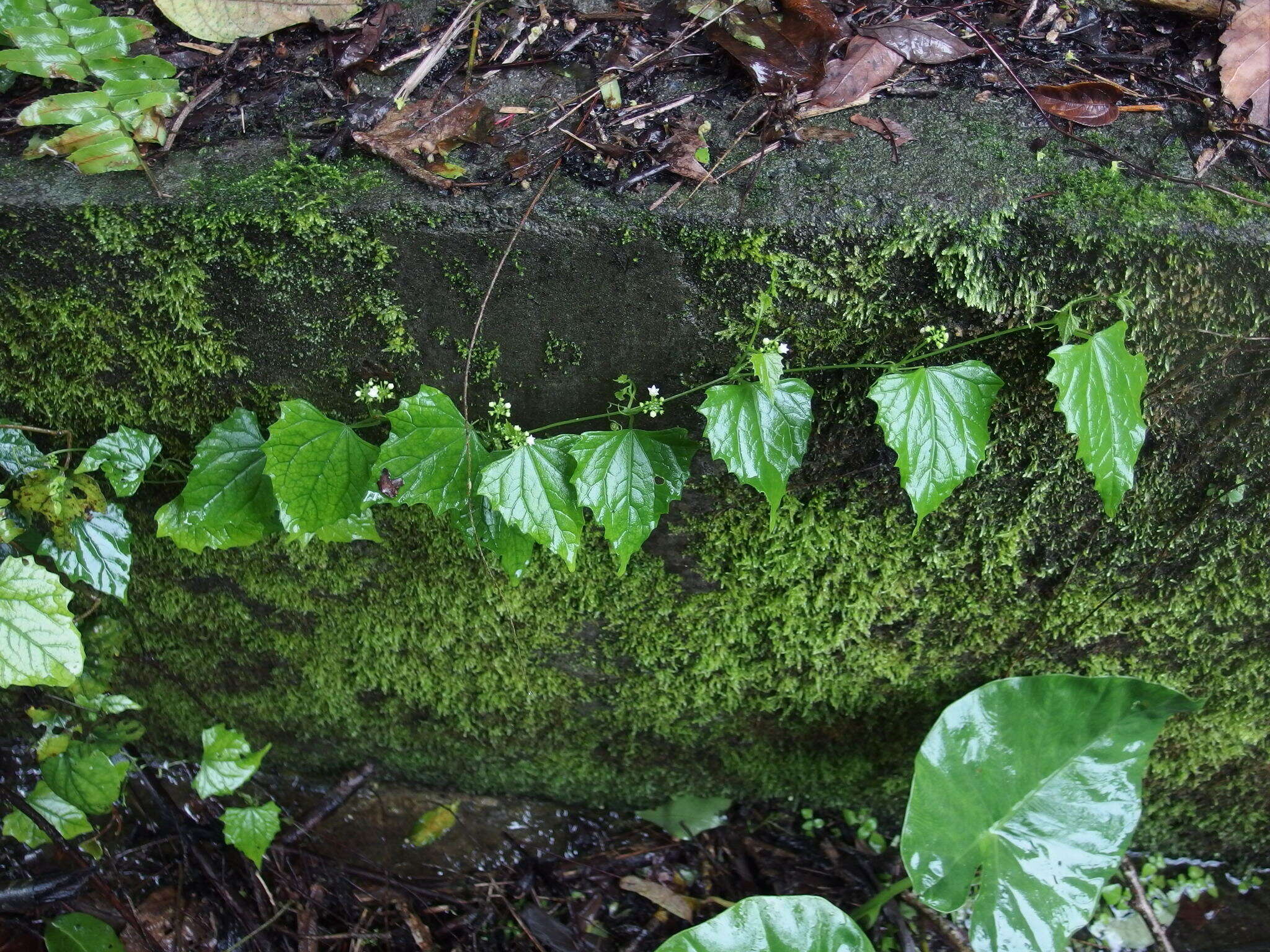 Image of Zehneria guamensis (Merr.) F. R. Fosberg