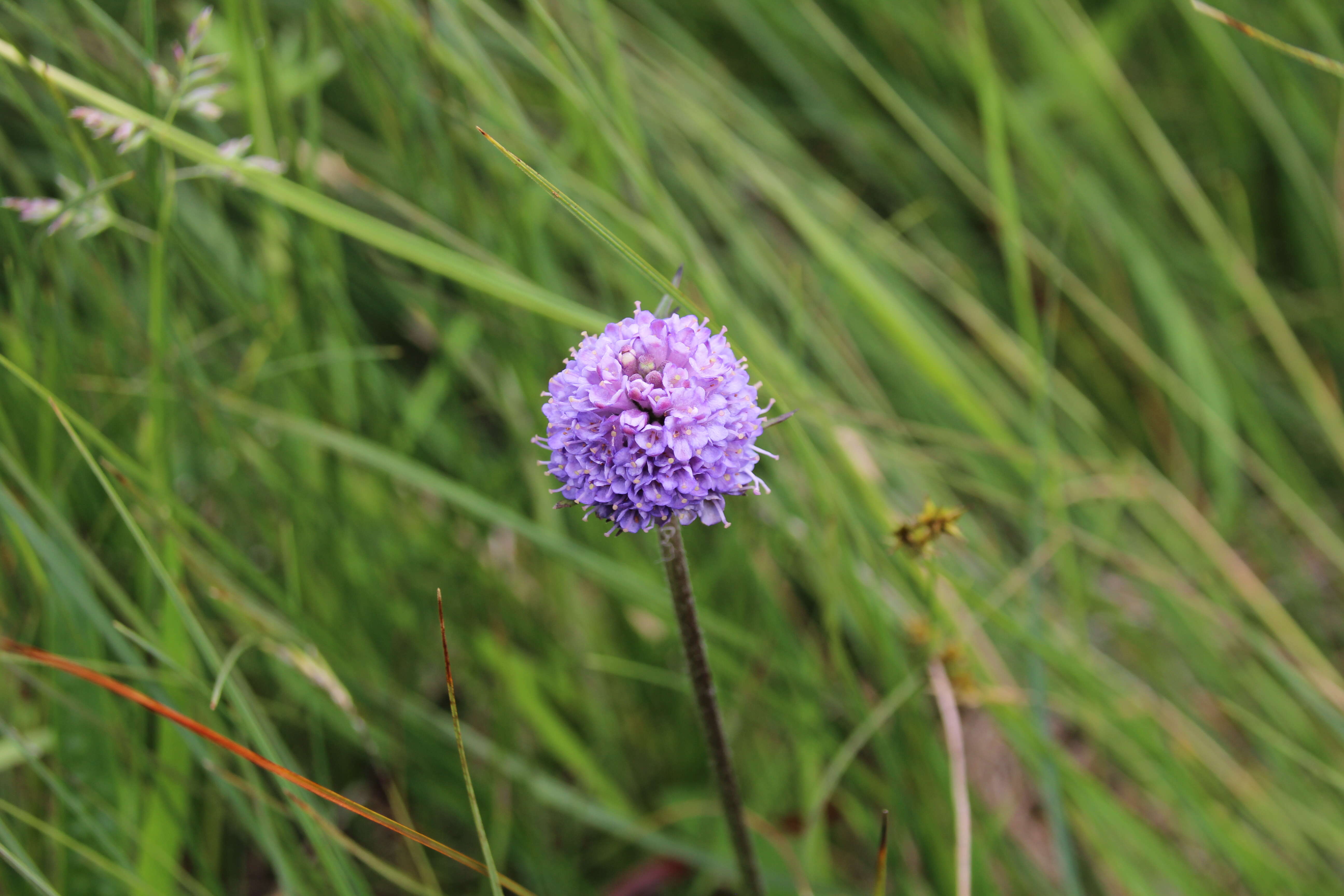 Image of Devil’s Bit Scabious